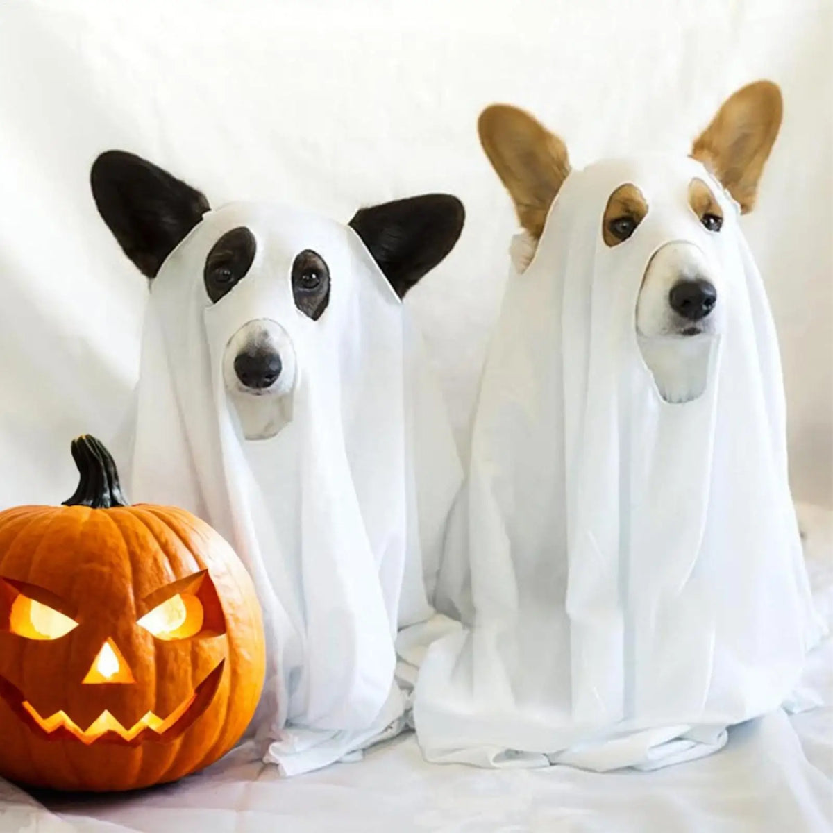 White Dog Halloween Costume Halloween Ghost Pet Cloak Spooky Soft Pet Clothes Breathable Dog Costume for Outdoor Walks Photo
